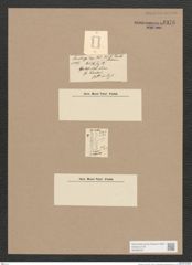 Navicula sp. (de-Toni-Nr.: Genus 1) Zeichnungen Sammlung Grunow Nr. 1376 (NHMW-BOT-W0368332)